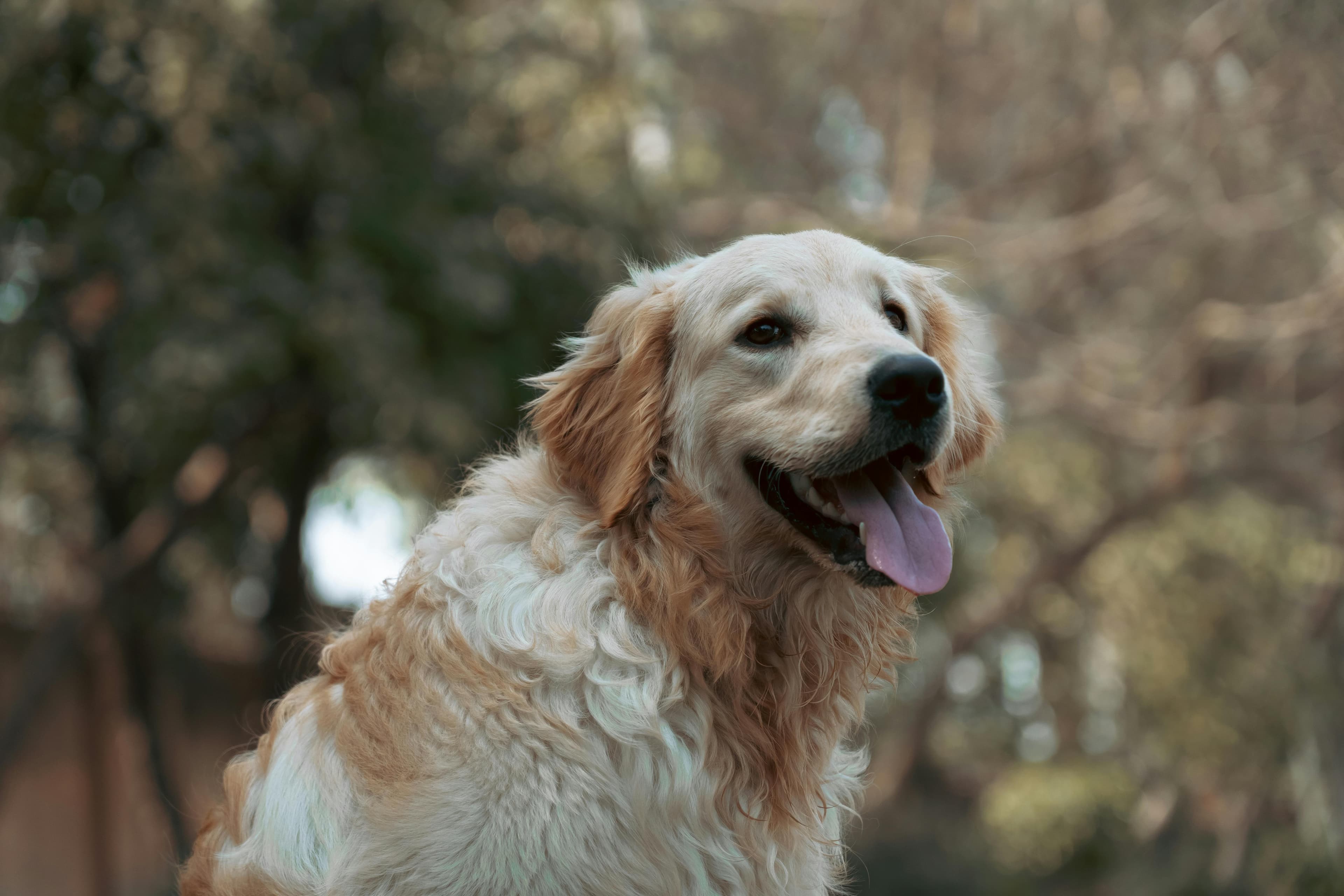 5 Signs Your Dog Has a Sensitive Stomach - Dog Treats Guide - Guide to dog treats for sensitive stomachs